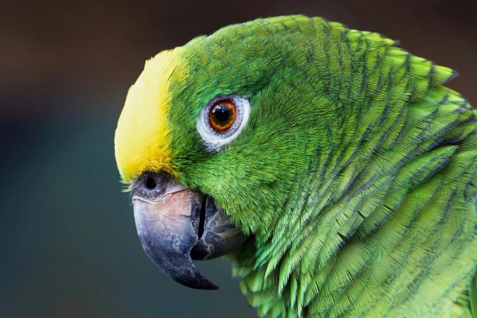 A close up of a green and yellow parrot